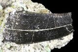 Partial Allosaurus Tooth In Sandstone - Wyoming #163394-1